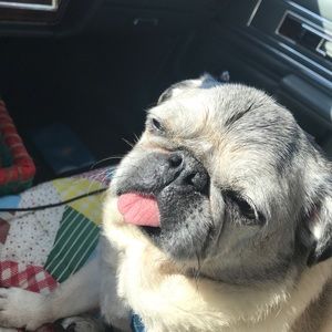 Meet your Posher, Connie